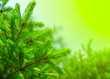 fir branch