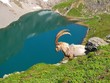 Bouquetin et grand lac des Cerces Bouquetin et grand lac des Cerces