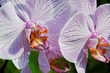Pink Orchid