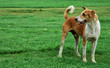 Photo: cane randagio indiano cane randagio indiano