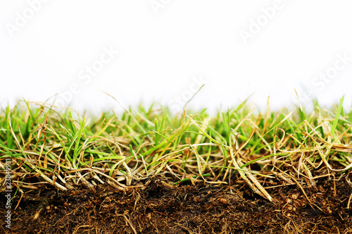 Photo: Grass macro Grass macro