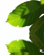 Feuille de merisier Feuille de merisier
