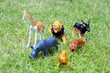 toy zoo animals
