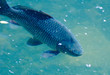 the big fish