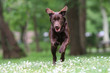 labrador chocolat en course de face labrador chocolat en course de face