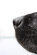 nez d'un chien en gros plan nez d'un chien en gros plan