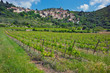 Vineyards growing in the Saint Chinian region of France Vineyards growing in the Saint Chinian region of France