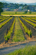 Vineyards in the Languedoc Vineyards in the Languedoc