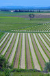 Vineyards in the Languedoc Vineyards in the Languedoc