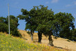 alberi e girasale