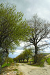 alberi in primavera