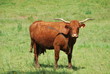 vache de salers