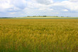 cornfield rural landscape cloudy sky