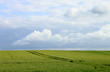 cornfield and cloudy sky