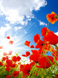 poppies
