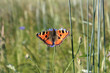 butterfly on a cornflower ©
