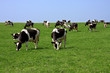 Kühe