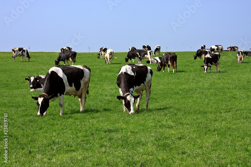 Foto: Kühe Kühe