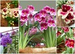 orchidées