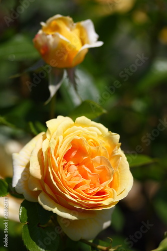 Foto: Rosenstrauch Rosenstrauch