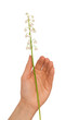 lily of the valley