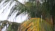 Orage tropical (avec grondement de tonnerre et grenouilles)