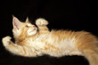Photo: Red Cat 2 Red Cat 2
