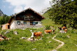 Alm auf dem Wendelstein