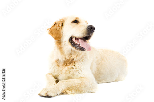 Foto: Golden Retriever Golden Retriever