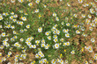 Matricaria perforata-prairie-France Matricaria perforata-prairie-France