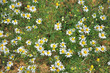 Matricaria perforata-France Matricaria perforata-France