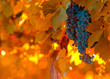 grape bunch, very shallow focus grape bunch, very shallow focus
