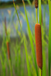 sedge in pond sedge in pond