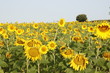 amarillo