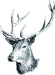 Cerf