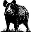 Sanglier