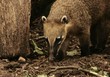 Coati browsing