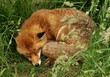 Sleepy fox