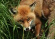 Fox portrait