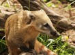 Coati portrait