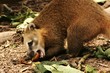 Coati eats