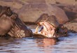 Hippo speak