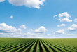 cultivated field