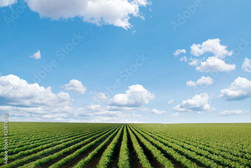 Photo: cultivated field cultivated field