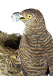 cuckoo