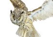 white- brown owl white- brown owl