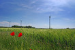 Windräder im Roggenfeld