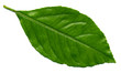 Fresh lemon leaf isolated on white background