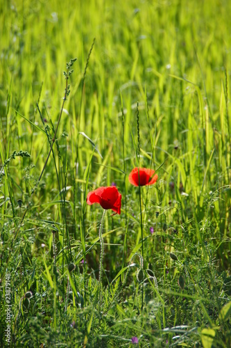 Photo: papaveri in campo verde papaveri in campo verde