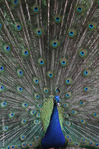 Foto: Pfau schlägt ein Rad Pfau schlägt ein Rad